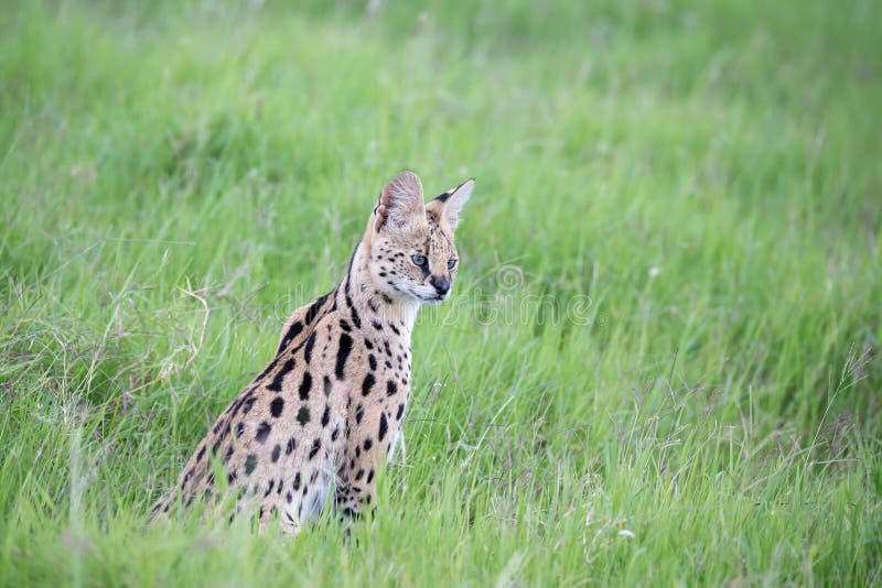 Serval Cat in the Grassland of the Savannah in Kenya Stock Image Image of tail, savannah