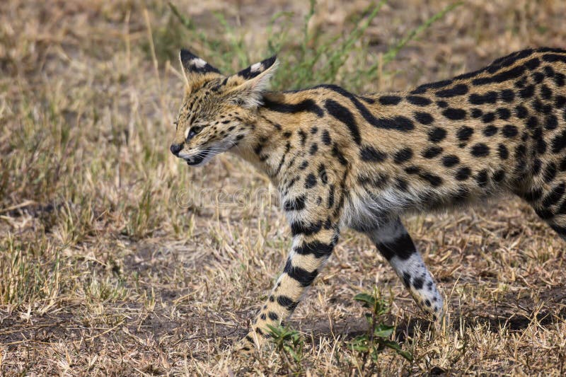 Serval Cat I Masai Mara, Kenya Fotografering för Bildbyråer Bild av natur, nationellt 157795357