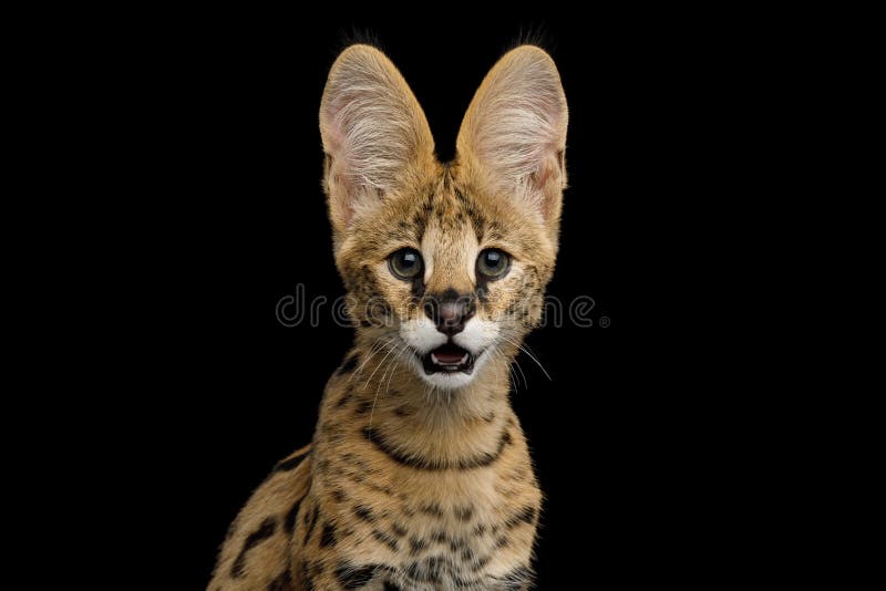 Serval Cat Isolated on Black Background in Studio Stock Photo Image