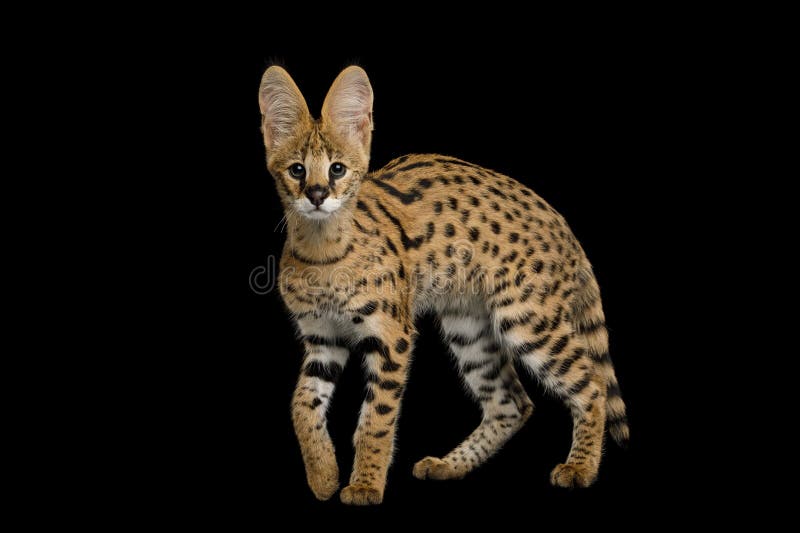 Serval Cat Isolated on Black Background in Studio Stock Photo Image