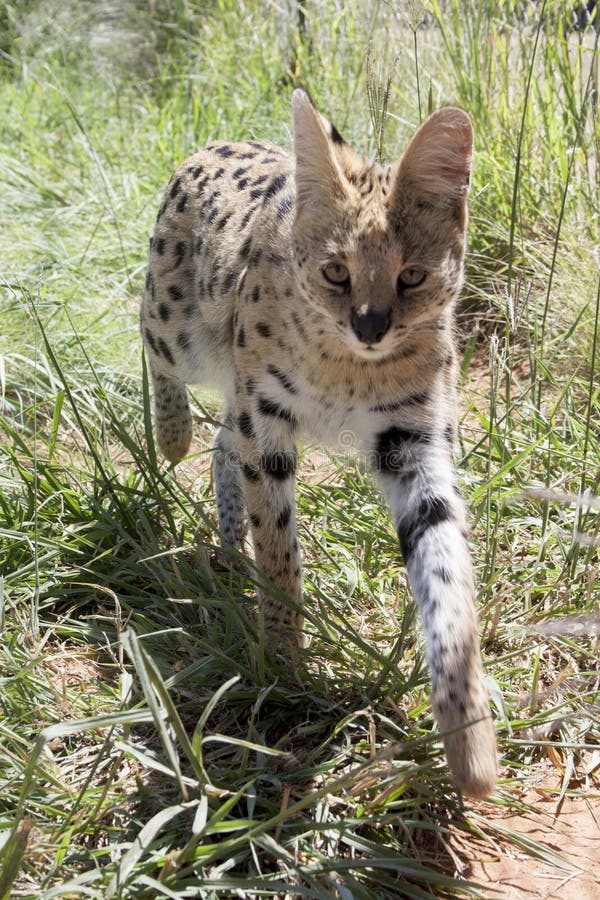 Serval cat stock photo. Image of life, wildlife, mammal 88900470