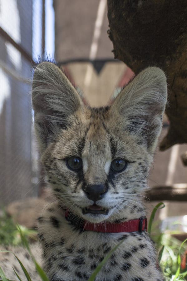 Serval cat stock image. Image of nopeople, smiling, colors 88900781