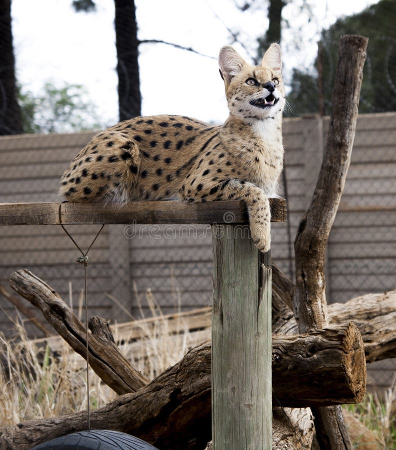 Serval cat stock photo. Image of smiling, animallovers 88906078