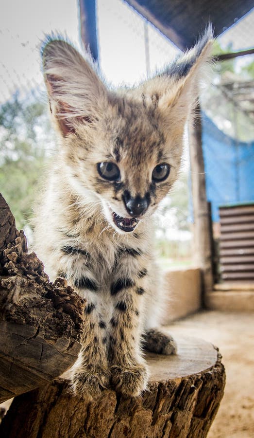 Serval cat stock photo. Image of nopeople, orange, stunning 88906200