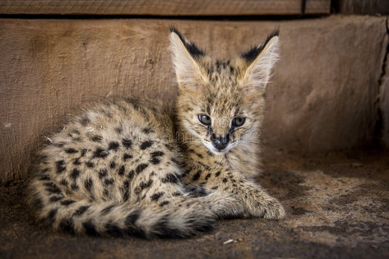 Serval cat stock photo. Image of endangered, nopeople 88907406