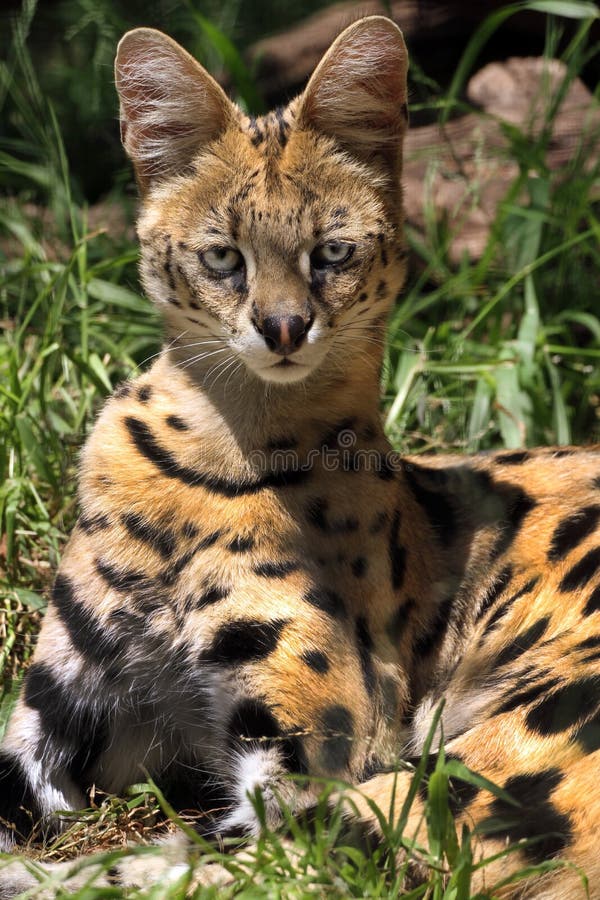 Serval