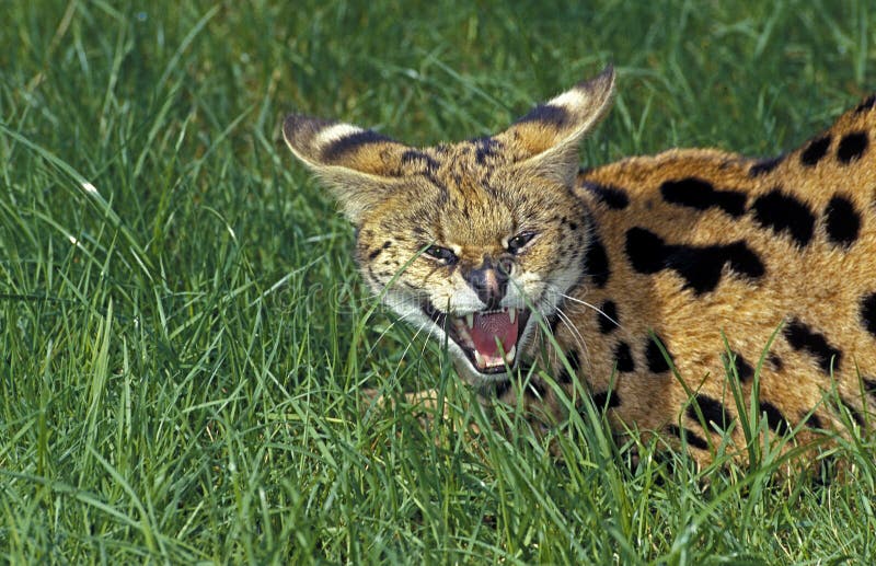 adult serval