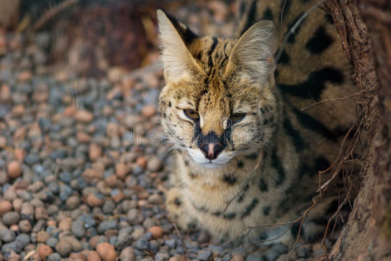 Serval nello zoo, gatto selvaggio sonnolento immagini stock libere da diritti Serval nello zoo, gatto selvaggio sonnolento immagini stock libere da diritti