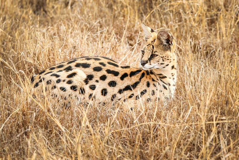 Serval Que Descansa En La Hierba De La Sabana Imagen de archivo