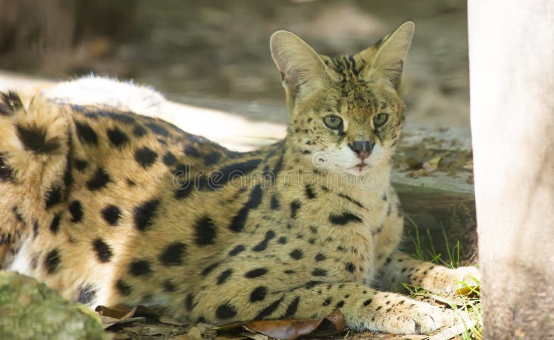 Serval Que Encontra-se Para Baixo Foto de Stock - Imagem de fauna