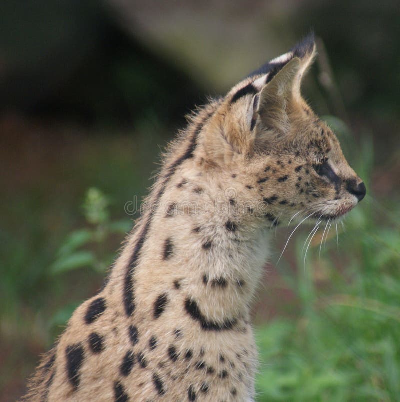 Serval Salvaje Que Se Ocupa La Presa En Serengeti Foto de archivo
