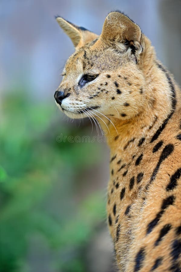 Serval Wild Cat royalty free stock photography