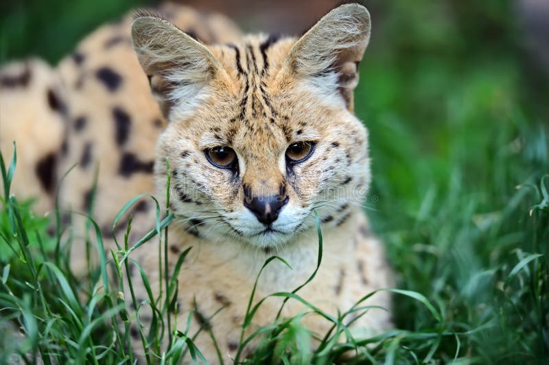 Download Serval Wild Cat stock photo. Image of prey, mammals, cats - 55988022