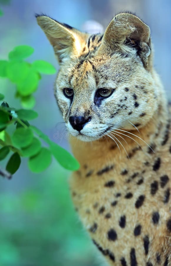 Serval Wild Cat stock photos