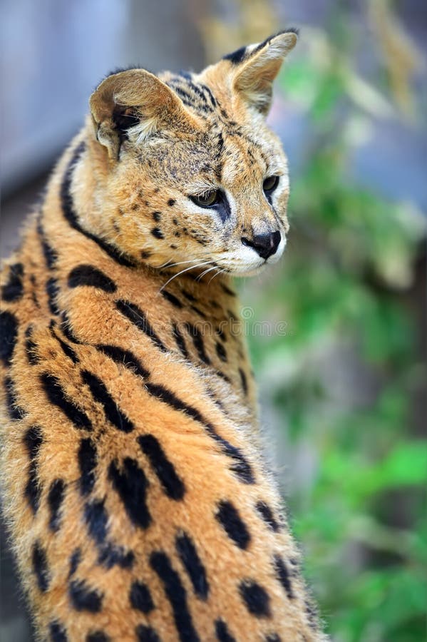 Serval Wild Cat stock image