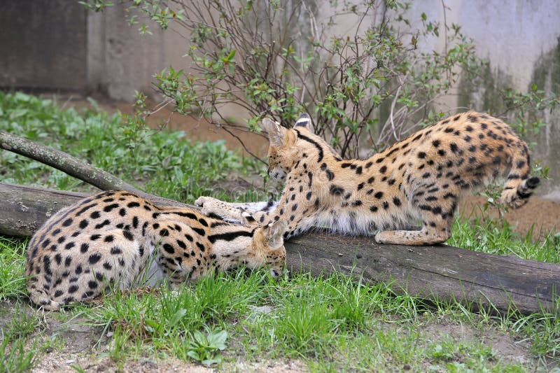 Servals