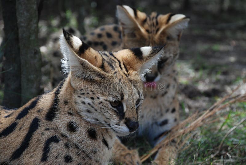 Servals. Kgalagadi Transfrontier Park, Northern Cape, South Africa