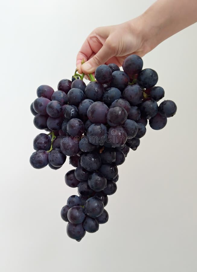 Serve a Delicious Black Grape a Hand with a Bunch of Grapes Stock Image Image of berry
