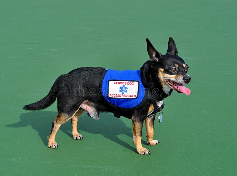 Service Dog, Green Background