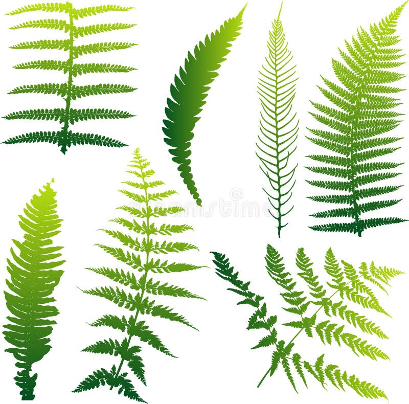 Set of 7 fern illustrations