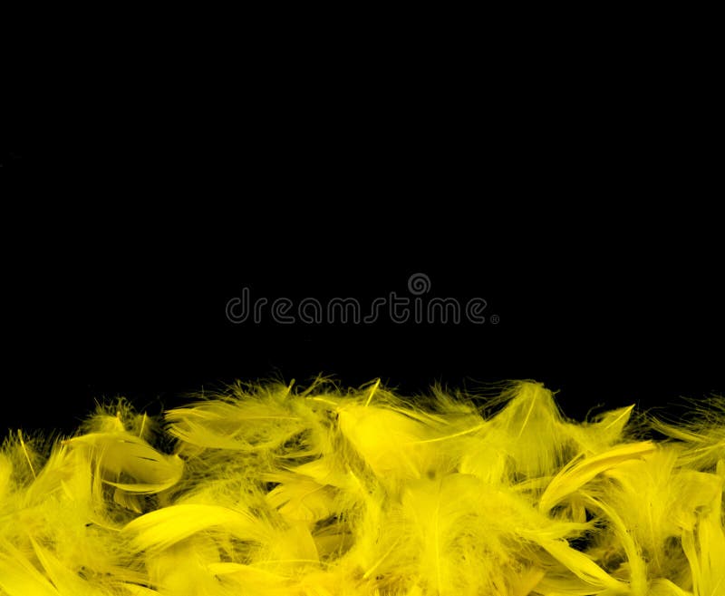Yellow feathers Stock Photos, Royalty Free Yellow feathers Images