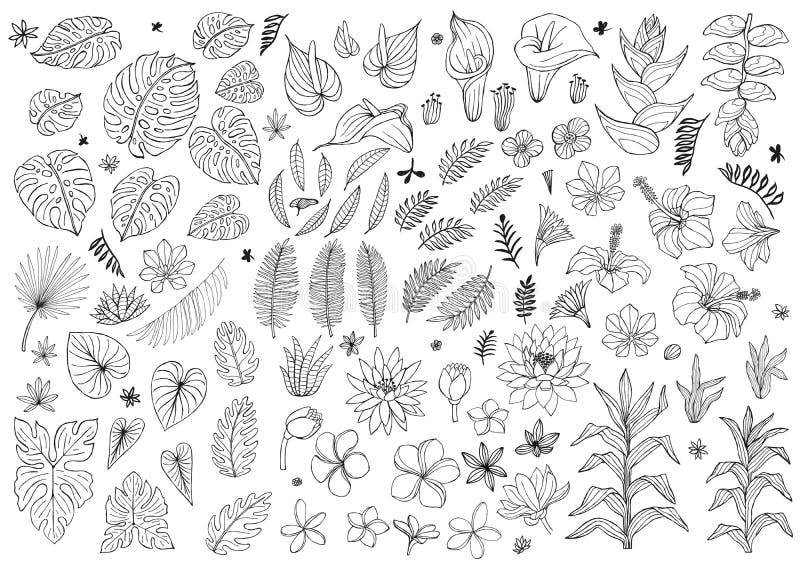 Rainforest Plants Drawings