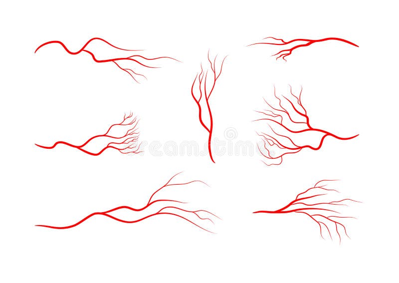 Set of Abstract Veins, Blood Vessels, Arteries, Capillaries. Stock ...