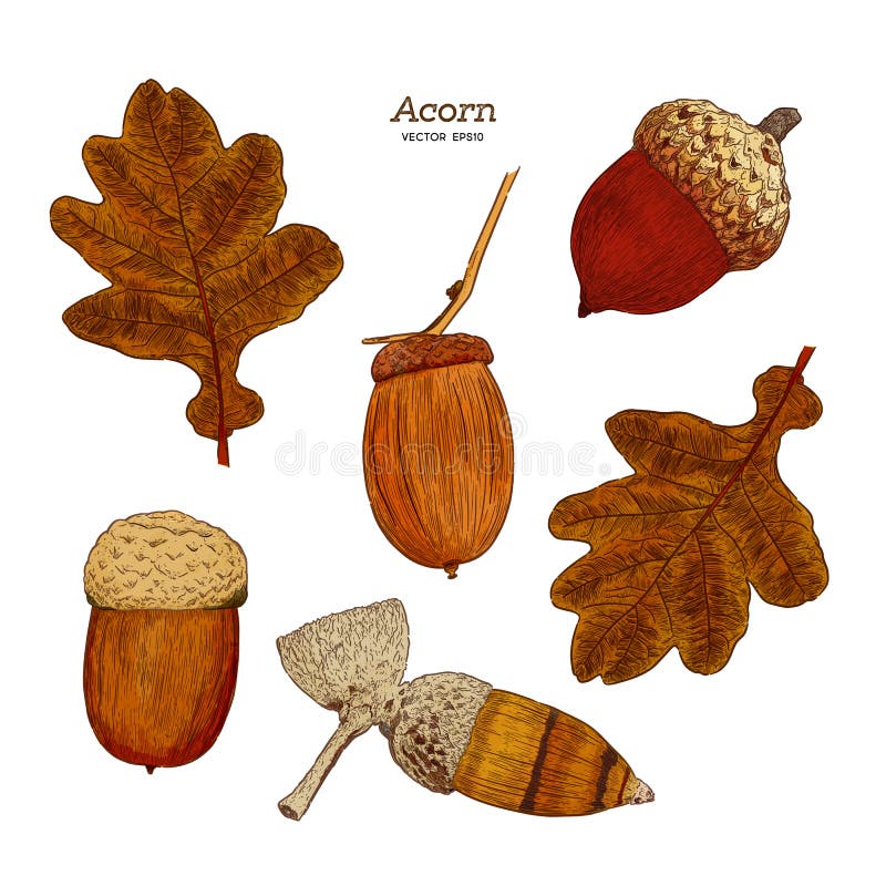 acorn drawing science acorn drawing science