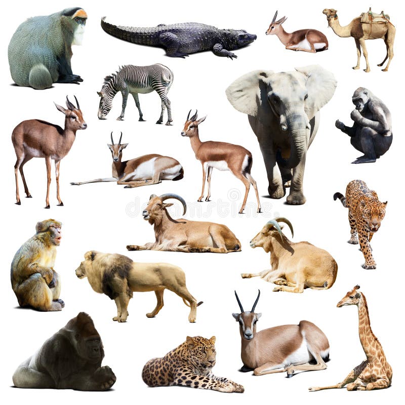 Set of african animals. Isolated on white