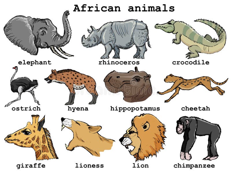 Set of African animals stock illustration. Illustration of exotic -  179893647