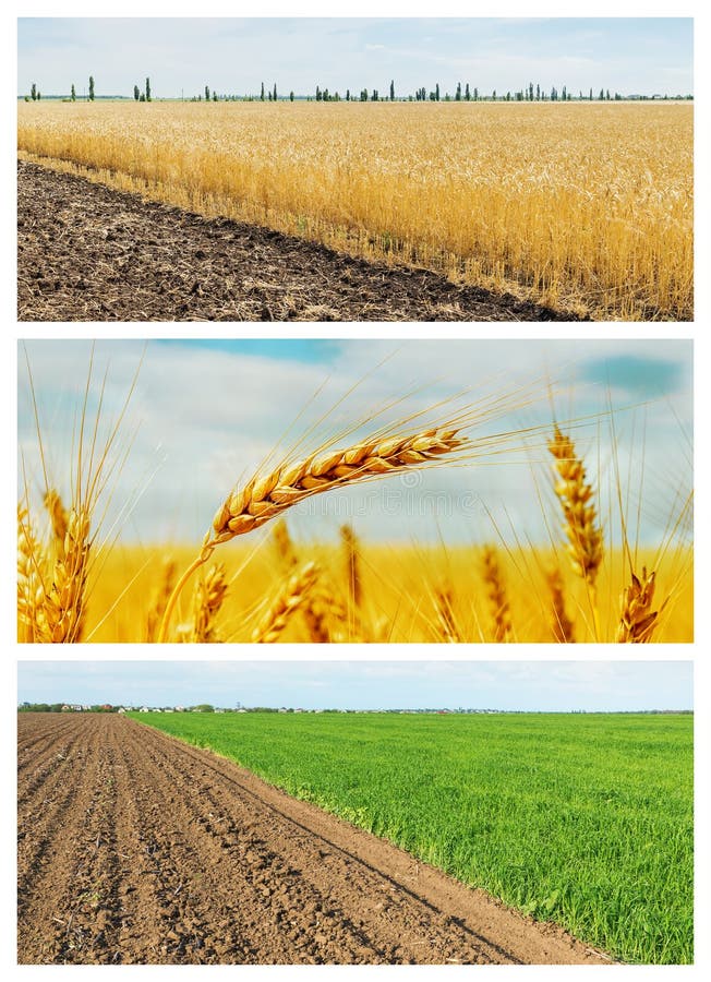 Set of Agricultural Fields. Spring and Summer Fields Stock Image ...