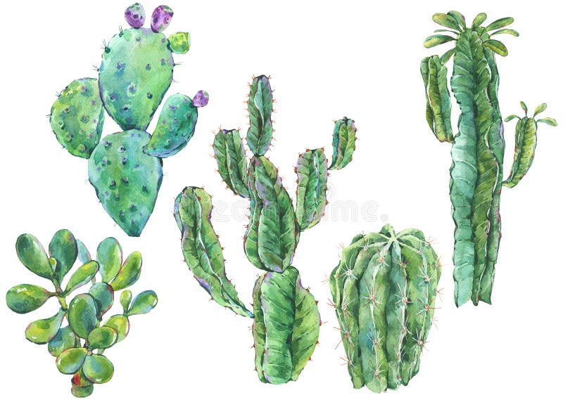 Set akwarela kaktus, sukulent, kwitnie naturalna ilustracja royalty ilustracja Set akwarela kaktus, sukulent, kwitnie naturalna ilustracja royalty ilustracja