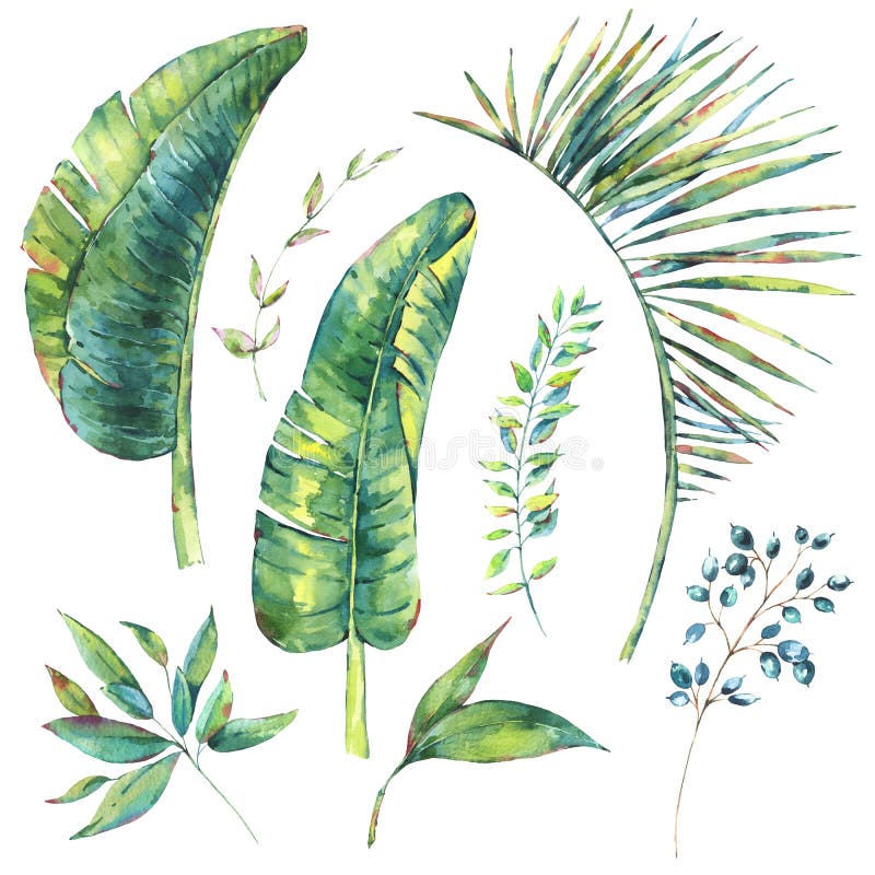 Set akwarela rocznika egzotyczny naturalny banan opuszcza i berri ilustracji Set akwarela rocznika egzotyczny naturalny banan opuszcza i berri ilustracji