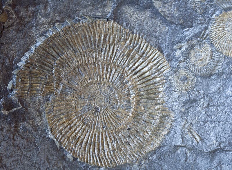 Set of ammonite fossils