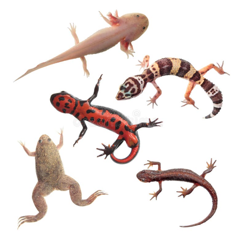 16,406 Amphibians Stock Photos - Free & Royalty-Free Stock Photos from