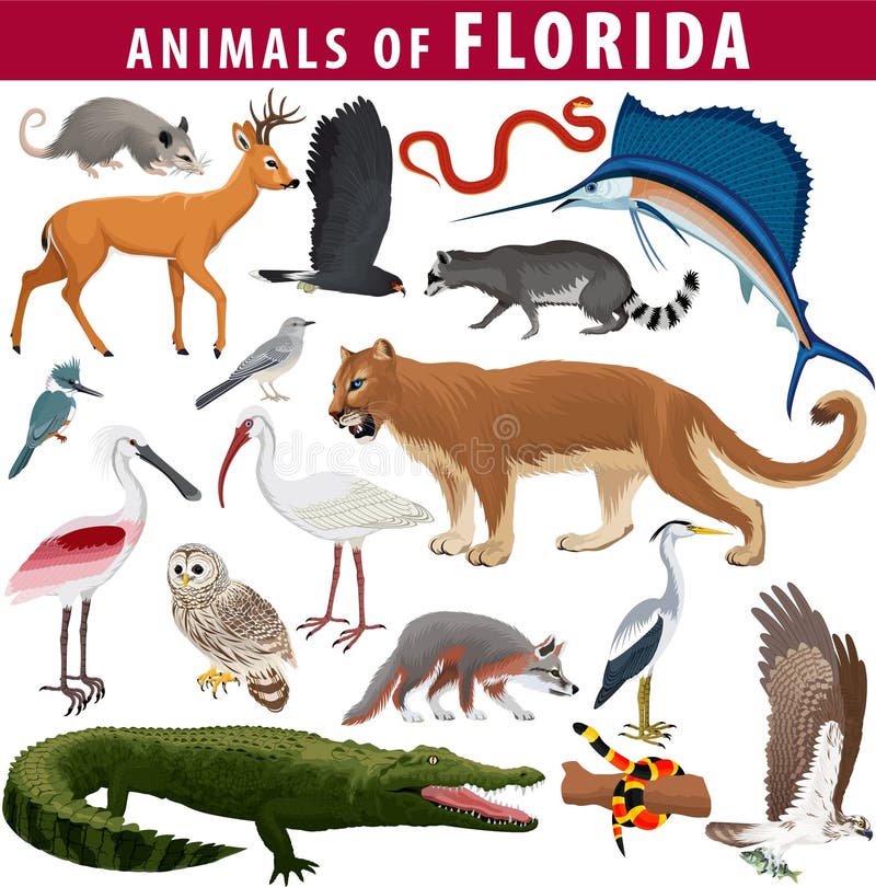 set - animals of Florida: barred owl, key deer, osprey,  snail kite, opossum, coral snake, Everglades rat snake, Puma Cougar, rac