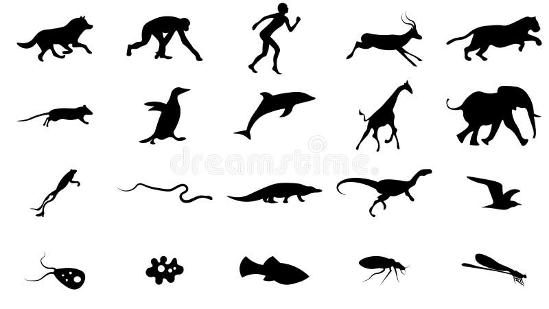 Set of Animals Icons Vector Design Stock Vector - Illustration of museum, human: 160323283 Set of Animals Icons Vector Design Stock Vector - Illustration of museum, human: 160323283