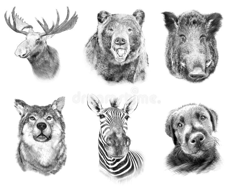 Animals Draw Stock Illustrations 9 302 Animals Draw Stock