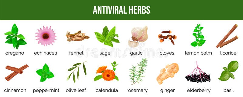 Set of antiviral herbs..food sources, natural herbs and spices to neutralize viruses. healthy lifestyle