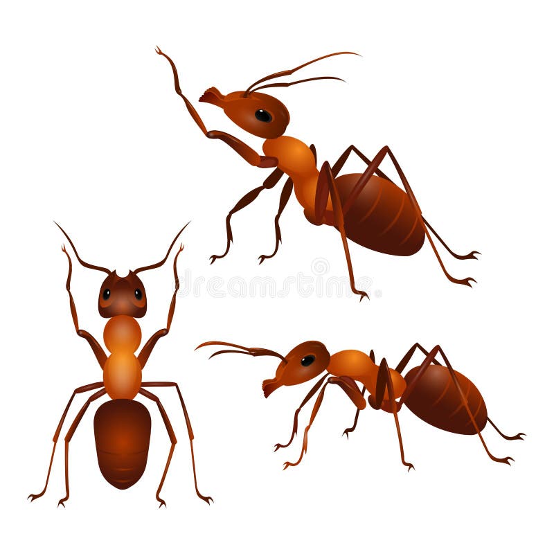 Set of Ants with Two Antennas and Six Legs in Different Poses. Vector Stock Vector - Illustration of group, comic: 82980688 Set of Ants with Two Antennas and Six Legs in Different Poses. Vector Stock Vector - Illustration of group, comic: 82980688
