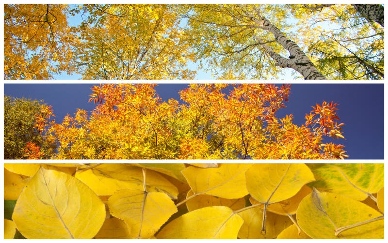 Set of autumnal background