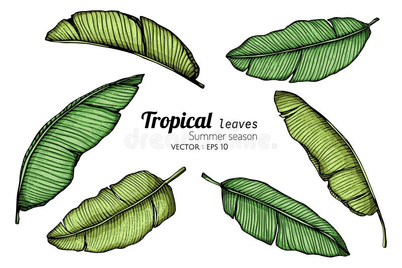 Set of Banana Leaf Drawing Illustration with Line Art on White ...