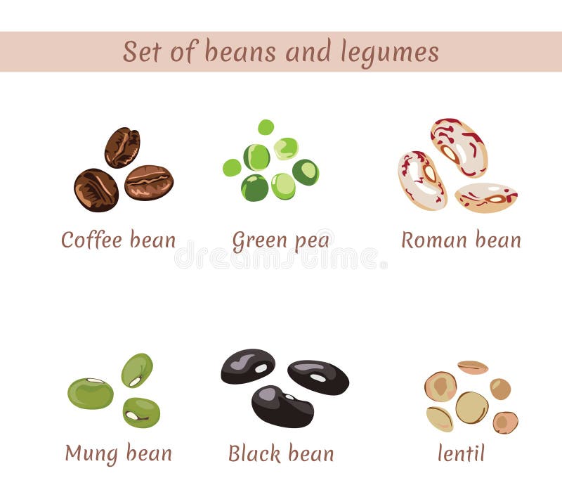 Set of beans and legumes. Roman, black, mung and coffee beans. Lentil, green peas isolated on white vector illustration Set of beans and legumes. Roman, black, mung and coffee beans. Lentil, green peas isolated on white vector illustration