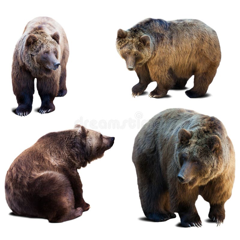 Set of bear over white background