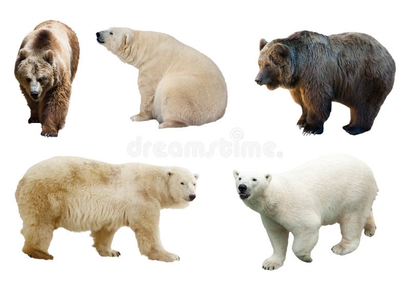 Set of bears over white background