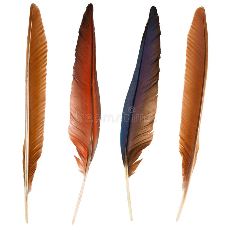 Set of beautiful and colorful bird feathers isolated