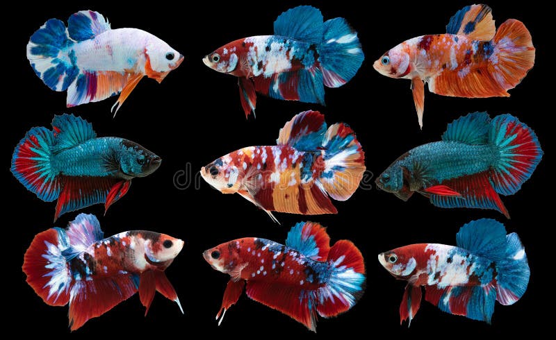 Set of beautiful nine betta fish, Collection movement of multi color Betta, Varies Siamese fighting fish, Cupang, Colorful Shot royalty free stock image