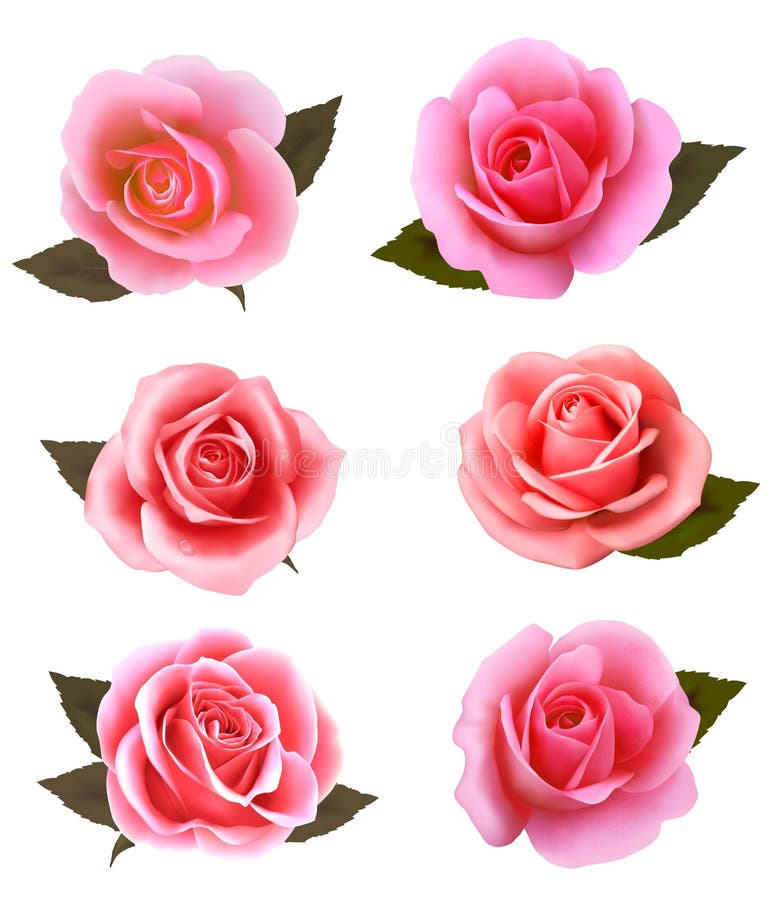 Set of beautiful pink roses. stock illustration
