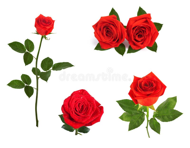 Set of Beautiful Red Roses for Design Isolated on Background Stock