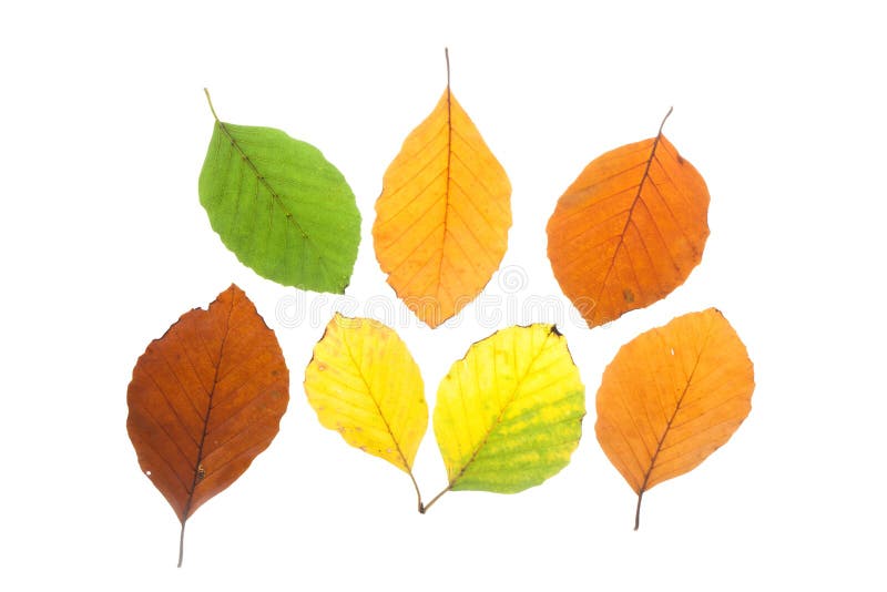 Set of Beech Leaves in Different Fall Colors Stock Photo - Image of ...